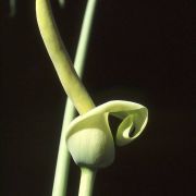 Image of Amorphophallus mangelsdorffii  Bogner.