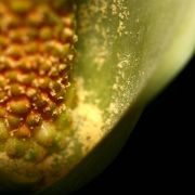 Image of Amorphophallus mangelsdorffii  Bogner.