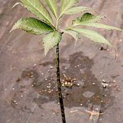 Image of Amorphophallus manta  Hett. & Ittenbach.