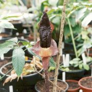 Image of Amorphophallus manta  Hett. & Ittenbach.