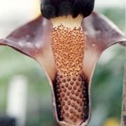 Image of Amorphophallus manta  Hett. & Ittenbach.