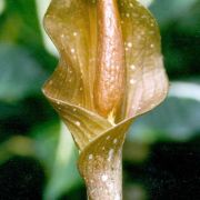 Image of Amorphophallus manta  Hett. & Ittenbach.