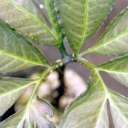 Image of Amorphophallus manta  Hett. & Ittenbach.