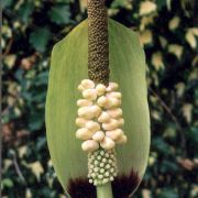 Image of Amorphophallus margaritifer  (Roxb.) Kunth.