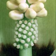 Image of Amorphophallus margaritifer  (Roxb.) Kunth.