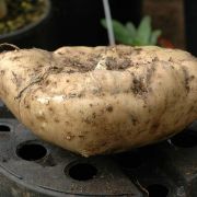 Image of Amorphophallus maximus  (Engl.) N.E. Br..