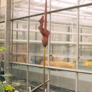 Image of Amorphophallus maximus  (Engl.) N.E. Br..