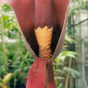 Image of Amorphophallus maximus  (Engl.) N.E. Br..