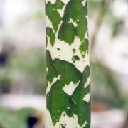 Image of Amorphophallus maxwellii  Hett..