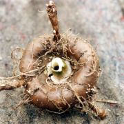 Image of Amorphophallus maxwellii  Hett..