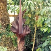 Image of Amorphophallus maxwellii  Hett..