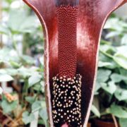 Image of Amorphophallus maxwellii  Hett..