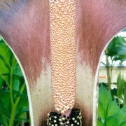 Image of Amorphophallus maxwellii  Hett..