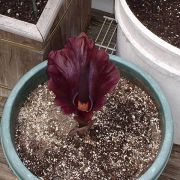 Image of Amorphophallus mossambicensis  (Schott ex Garcke) N.E. Br..