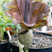 Image of Amorphophallus mossambicensis  (Schott ex Garcke) N.E. Br..