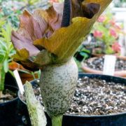 Image of Amorphophallus mossambicensis  (Schott ex Garcke) N.E. Br..