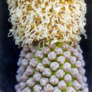 Image of Amorphophallus mossambicensis  (Schott ex Garcke) N.E. Br..