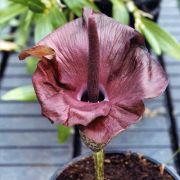 Image of Amorphophallus mossambicensis  (Schott ex Garcke) N.E. Br..