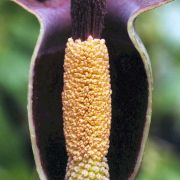 Image of Amorphophallus mossambicensis  (Schott ex Garcke) N.E. Br..