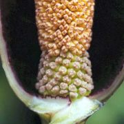 Image of Amorphophallus mossambicensis  (Schott ex Garcke) N.E. Br..