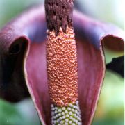 Image of Amorphophallus mossambicensis  (Schott ex Garcke) N.E. Br..