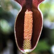 Image of Amorphophallus mossambicensis  (Schott ex Garcke) N.E. Br..