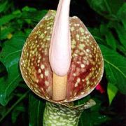 Image of Amorphophallus muelleri  Bl..