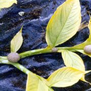 Image of Amorphophallus muelleri  Bl..