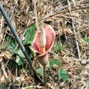 Image of Amorphophallus muelleri  Bl..