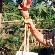 Image of Amorphophallus muelleri  Bl..