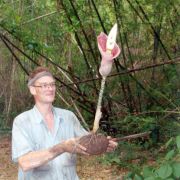 Image of Amorphophallus muelleri  Bl..