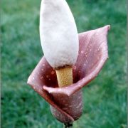 Image of Amorphophallus muelleri  Bl..