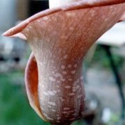 Image of Amorphophallus muelleri  Bl..