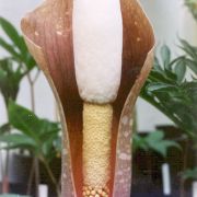 Image of Amorphophallus muelleri  Bl..