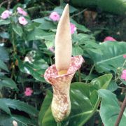 Image of Amorphophallus muelleri  Bl..