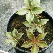 Image of Amorphophallus muelleri  Bl..