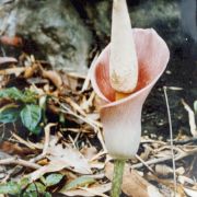 Image of Amorphophallus muelleri  Bl..