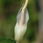 Image of Amorphophallus myosuroides  Hett. & A. Galloway.