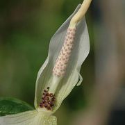 Image of Amorphophallus myosuroides  Hett. & A. Galloway.