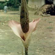 Image of Amorphophallus nanus  H. Li & C.L. Long.