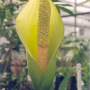 Image of Amorphophallus napalensis  (Wall.) Bogner & Mayo.