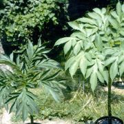 Image of Amorphophallus napalensis  (Wall.) Bogner & Mayo.