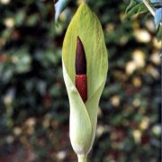 Image of Amorphophallus napiger  Gagn..