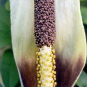 Image of Amorphophallus napiger  Gagn..