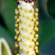 Image of Amorphophallus napiger  Gagn..