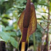 Image of Amorphophallus napiger  Gagn..