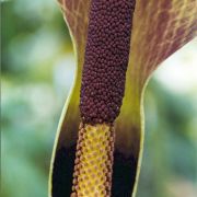 Image of Amorphophallus napiger  Gagn..