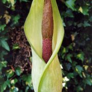 Image of Amorphophallus napiger  Gagn..