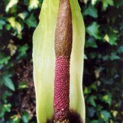 Image of Amorphophallus napiger  Gagn..