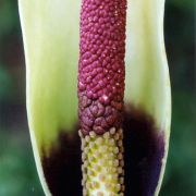 Image of Amorphophallus napiger  Gagn..